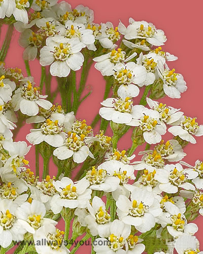 Achillea-White-Flowers- wholesale flowers & roses - 646-208-9995